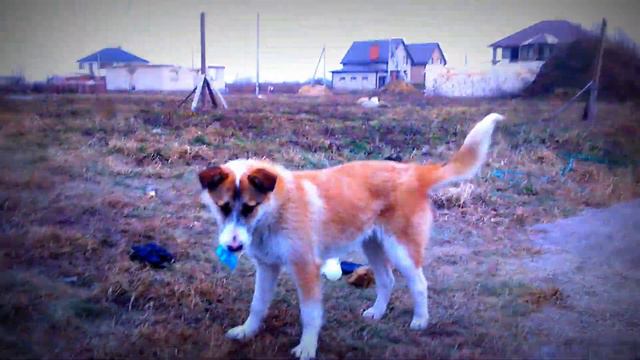 dog attacked a snowman\ собака напала на снеговик смотреть онлайн