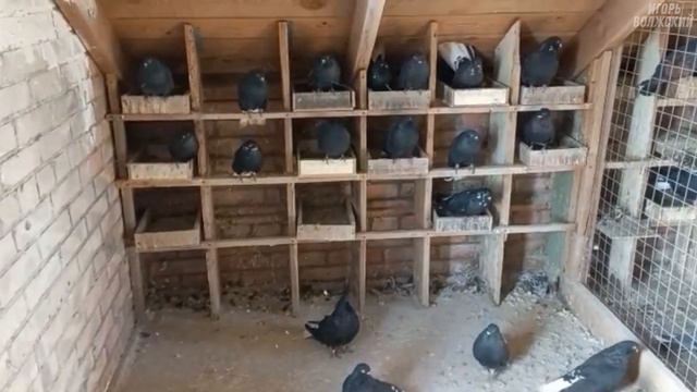Мариупольские голуби у Паши. Большие Салы Ростовская область. 2022 смотреть онлайн