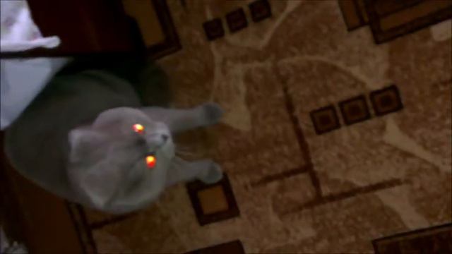 Кот разбойник смотреть онлайн