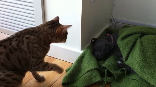 Leopard Attacks Pitbull смотреть онлайн