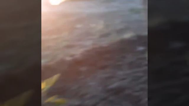 Как растет инжир в Приднестровье? смотреть онлайн