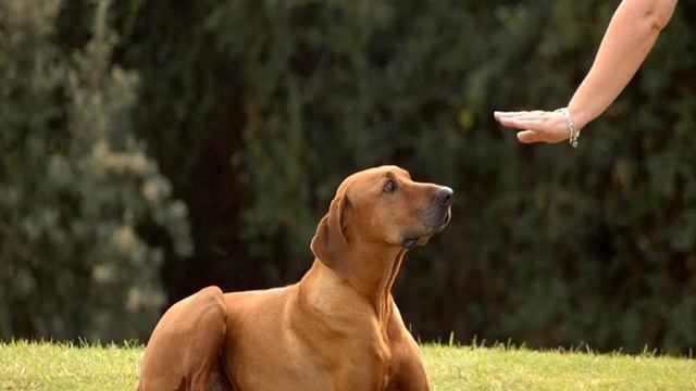 Как научить собаку команде нельзя или фу смотреть онлайн