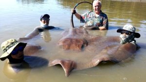 Топ 10 самых большие рыбы в мире