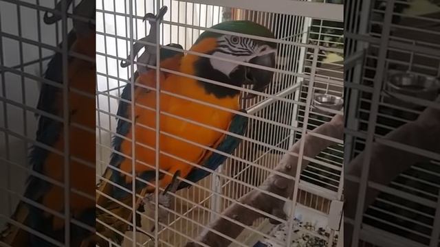 Дерзкий говорящий попугай ругается с хозяйкой! Попугай говорит почти матом) Talking parrot-macaw) смотреть онлайн