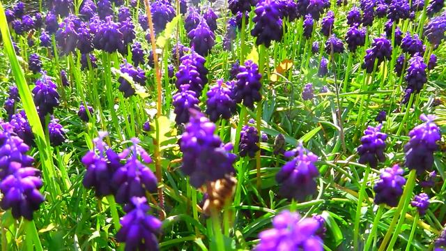 шум весны 27.02.2018 Афины смотреть онлайн