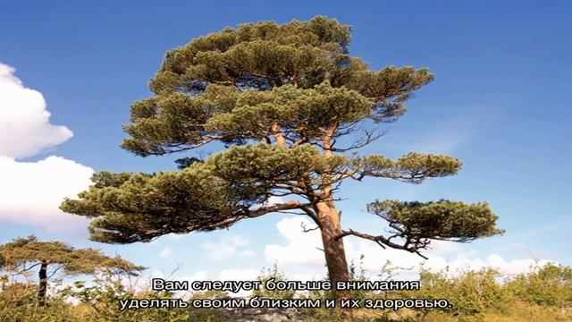 «Сосна к чему снится во сне? Если видишь во сне Сосна, что значит?»