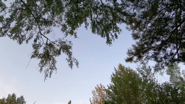 Майские утренние трели. Релакс. Природа. Сибирь. Россия.