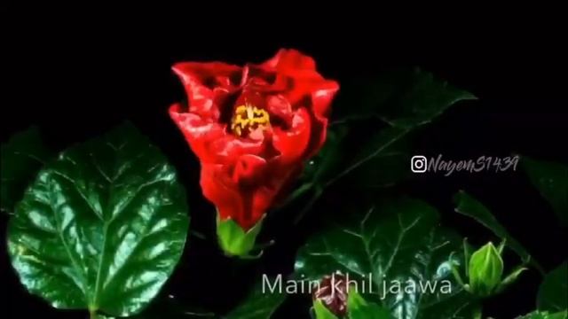 Teri Mitti Mein mil Java khul barti Mein khul Java Itni Si Hai Dil Ki Arju смотреть онлайн