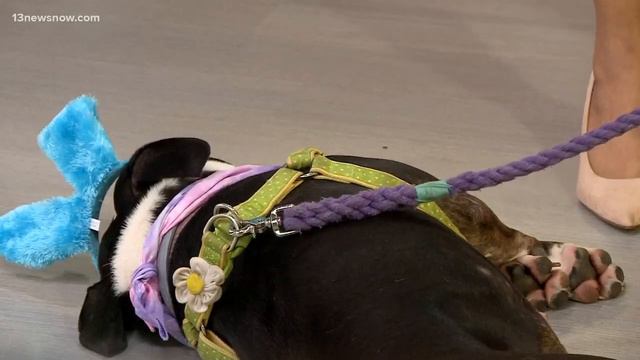 Shelter Sunday: Meet Petunia смотреть онлайн