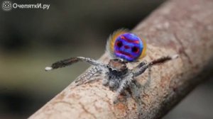 Танец паука павлина!