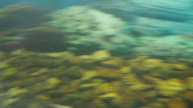 Океанариум Ocean Park в г Краснодар смотреть онлайн