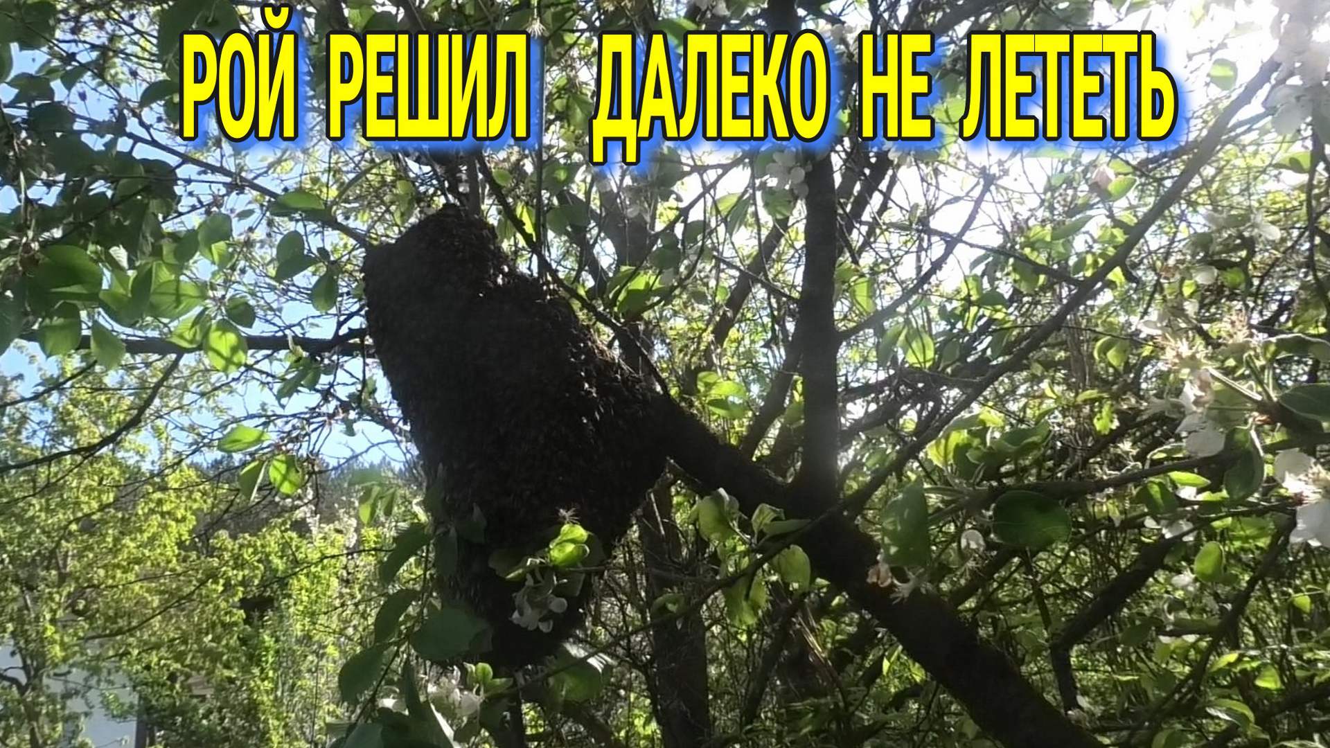 ПЕРВЫЙ РОЙ смотреть онлайн