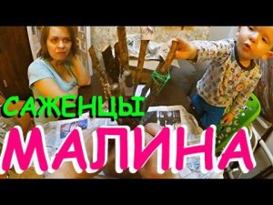 МАЛИНА! Проект САЖЕНЦЫ, часть 4.