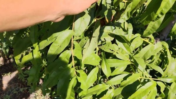 Персик Команч  persikovod.com