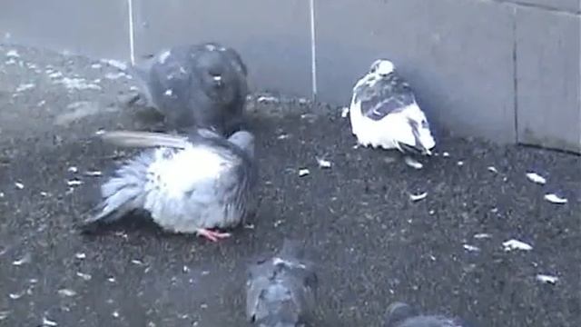 Купание диких голубей 1 смотреть онлайн