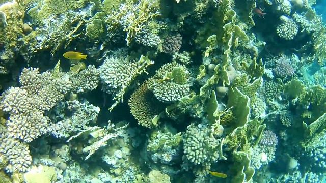 Sharm El Sheikh - Reef and Fish - Snorkeling - part 3 смотреть онлайн
