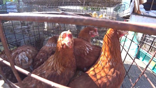 Стародуб. Брянская область. Рынок. Цены на птицу. 29.05.2022г. смотреть онлайн