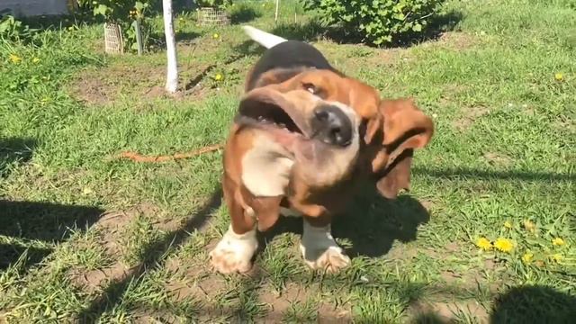 Бассет Хаунд смотреть онлайн