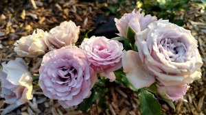 Роза спрей Стерлинг Сенсейшен