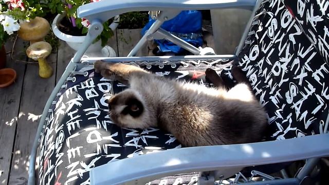 Сладкий сон моей кошки на даче смотреть онлайн