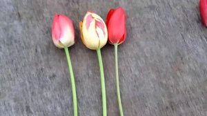 Пестрые тюльпаны  сорт или болезнь