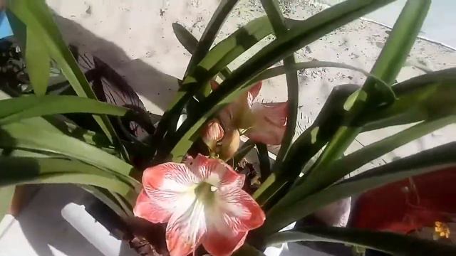 Amarílis Minerva florida em meu jardim #30 смотреть онлайн