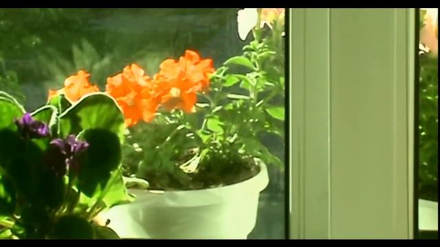 УТРО ЦВЕТЫ БАРС  MORNING FLOWERS OUNCE