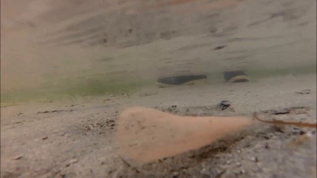 stalked lugworm egg masses смотреть онлайн