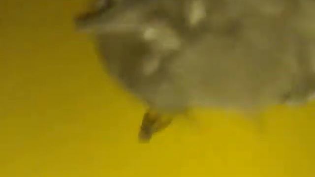 Паут смотреть онлайн