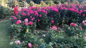 Roses in Regent’s Park