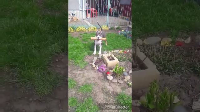 Американский Стаффордширский Терьер Грэйс смотреть онлайн