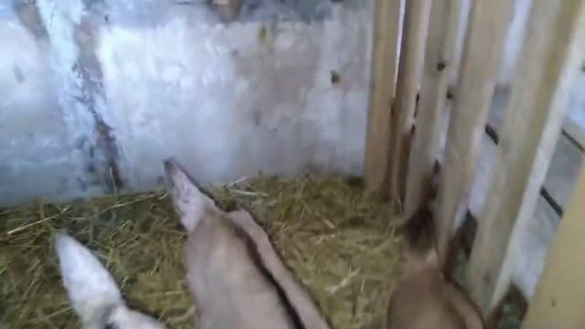 Доильный станок для коз с умывальником смотреть онлайн