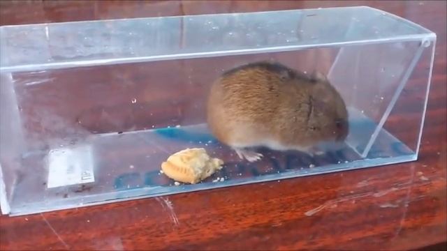 Копия видео "МЫШЕЛОВКА живоловка" смотреть онлайн