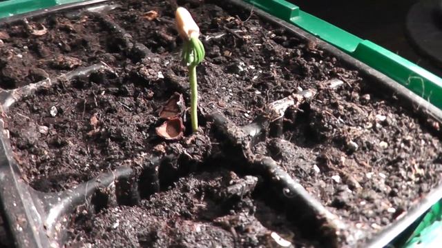 Посадка кедра. Часть №2. Первый всход кедра из орешка. смотреть онлайн