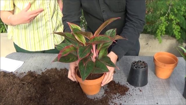 Conseils jardinage: Aglaonema: Entretien et arrosage plante verte d'intérieur смотреть онлайн