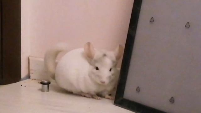 Как проходит день моей шиншиллы? смотреть онлайн