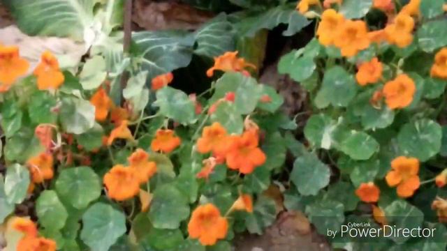 Spring season is my garden 🌲🌿 смотреть онлайн