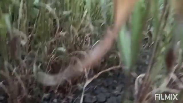 Чумиза или сенегальское просо. (Chumiza or Senegalese millet) смотреть онлайн