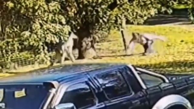 Видео уличной драки человека с кенгуру обсуждают в Сети смотреть онлайн