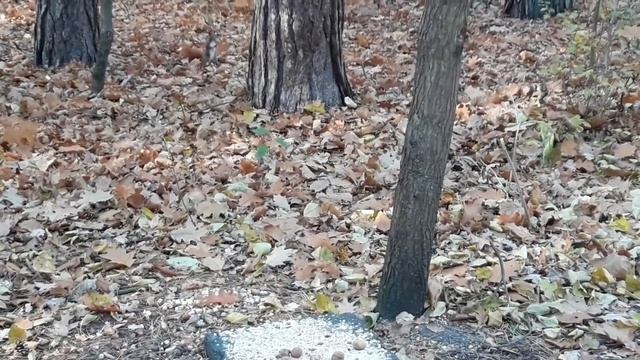 Белки в осеннем парке) смотреть онлайн