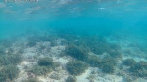 Подводный мир Средиземного моря