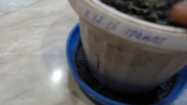 Выращивание граната из косточки( часть 2) смотреть онлайн