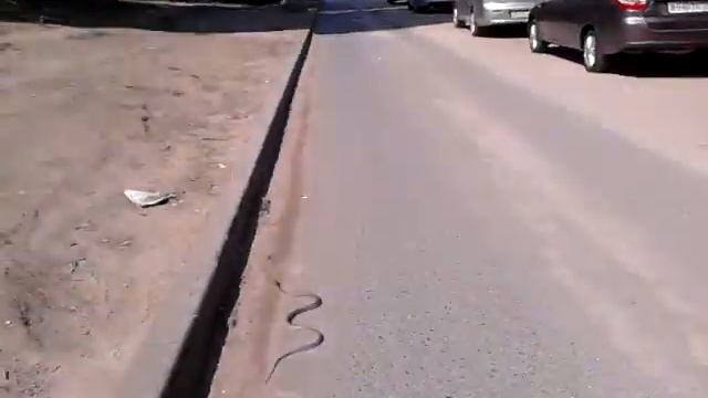 Змеи Волгограда смотреть онлайн