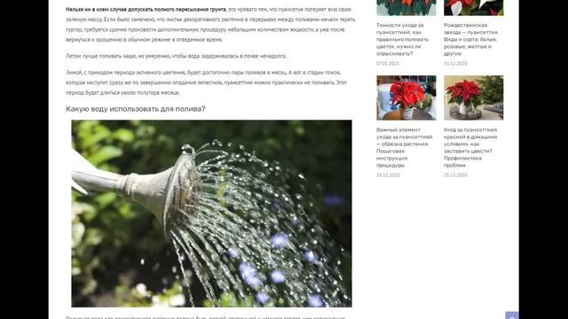 Как поливать пуансеттию: как правильно увлажнять цветок, как часто и какую воду использовать? смотреть онлайн