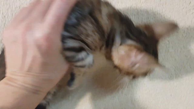 Бенгальский котенок 2,5 мес смотреть онлайн