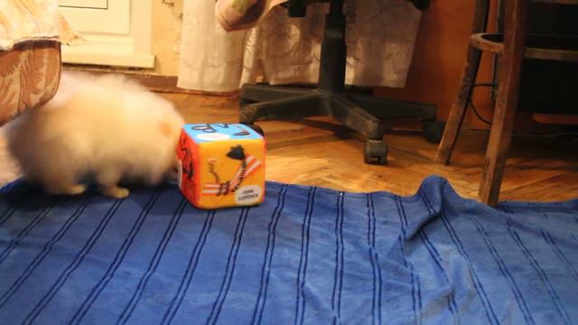 Магия Бомарше Аксель 2 месяца ПРОДАЁТСЯ