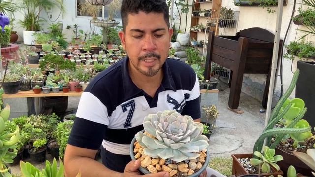 Echeveria Runyoni San Carlos смотреть онлайн