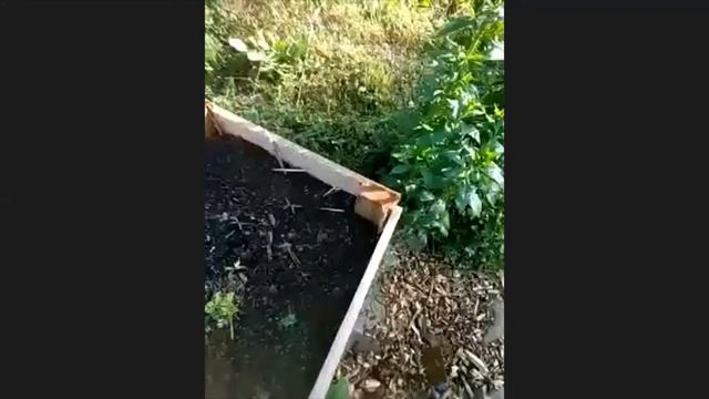 Pink Dandelions and Seasonal Greens смотреть онлайн