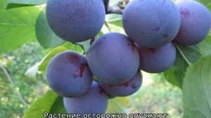 Лучшие сорта сливы для Подмосковья