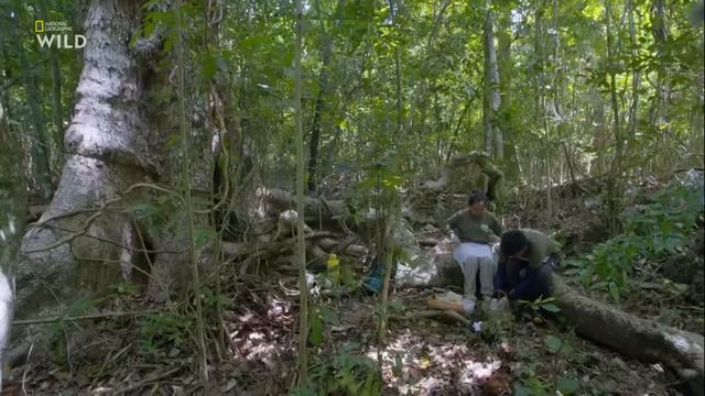 Дикая природа Филиппин. смотреть онлайн